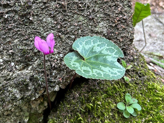 Freudensprung-Bild2(1)